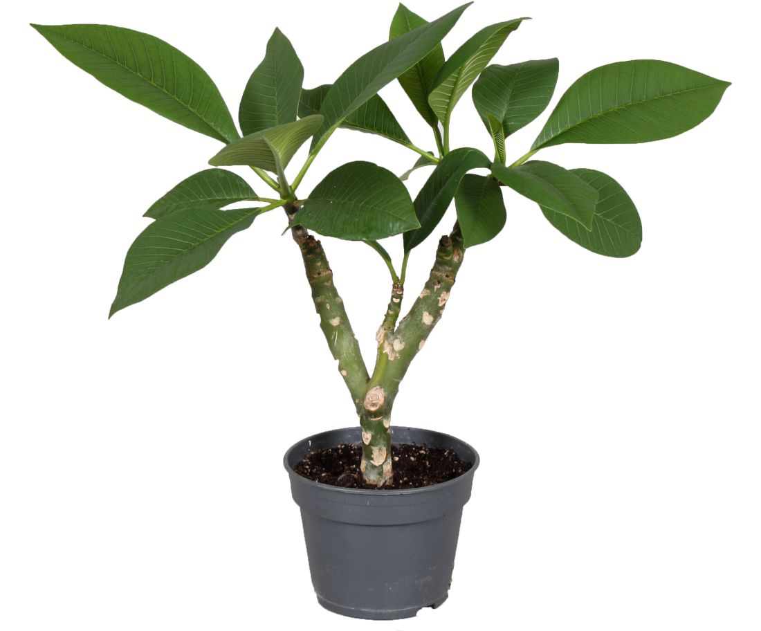 17 cm - ramificato - verde - senza bocciolo - annuale - piccolo