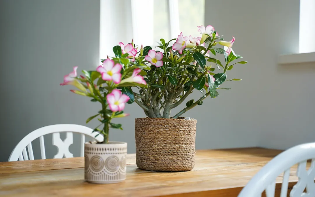 Adenium Obesum