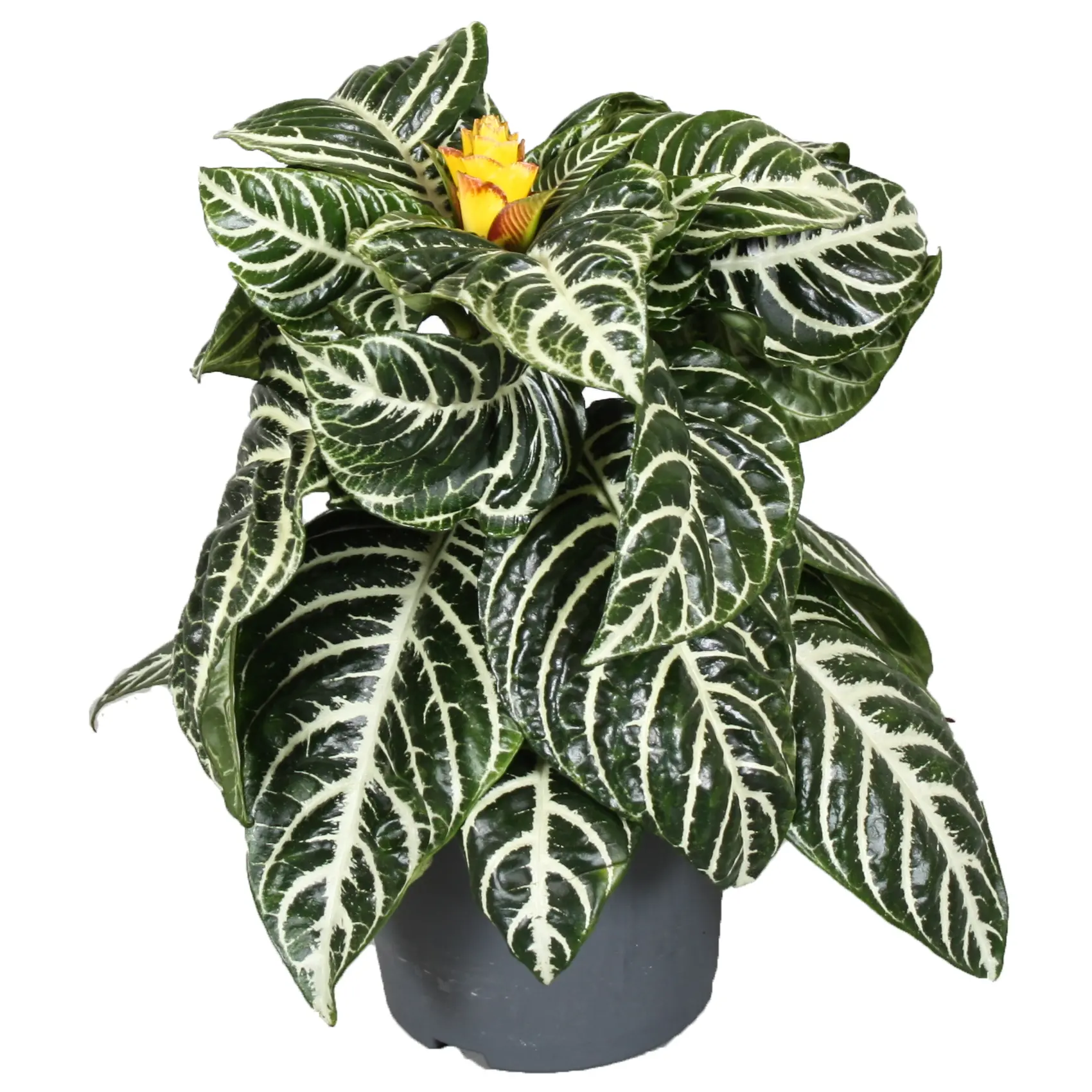Aphelandra - 13 cm - olgun