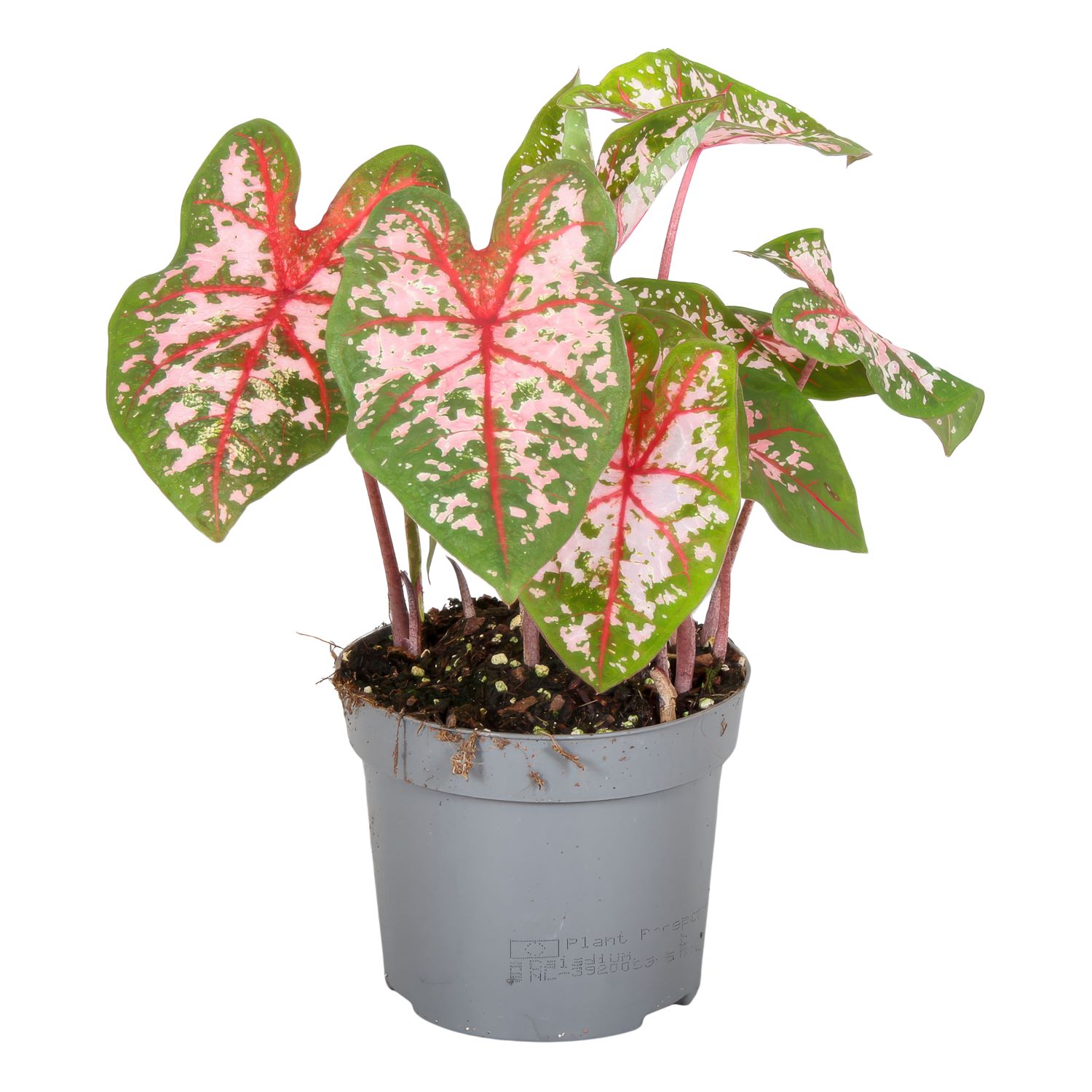 Caladium 'Carolyn Whorton'