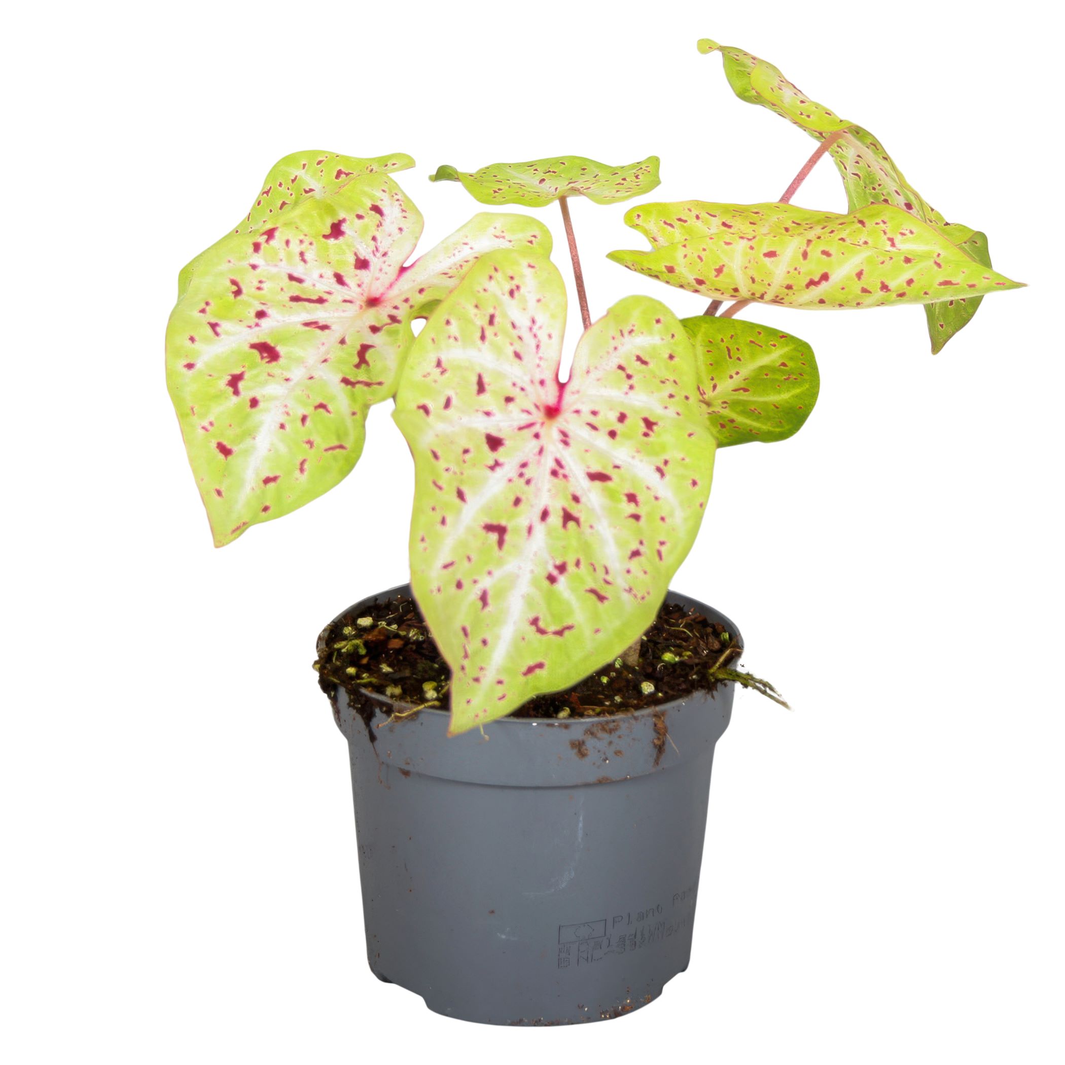 Caladium "Miss Muffet"