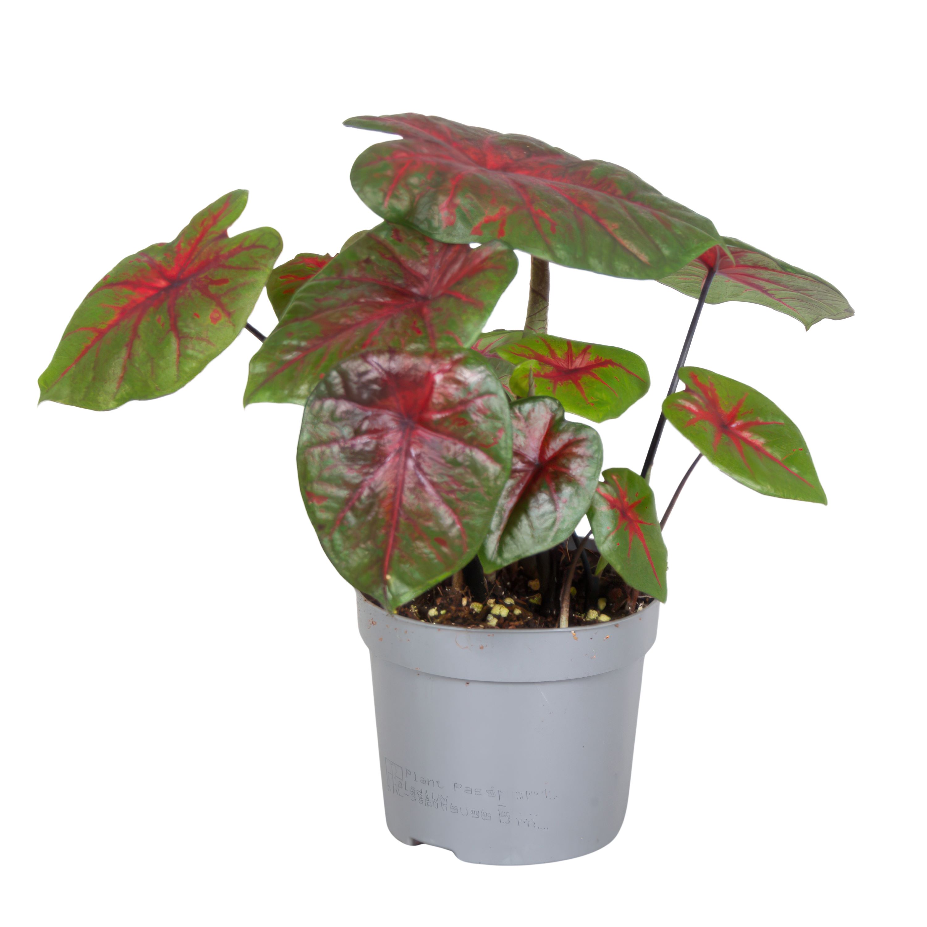 Caladium 'Postman-Joyner'
