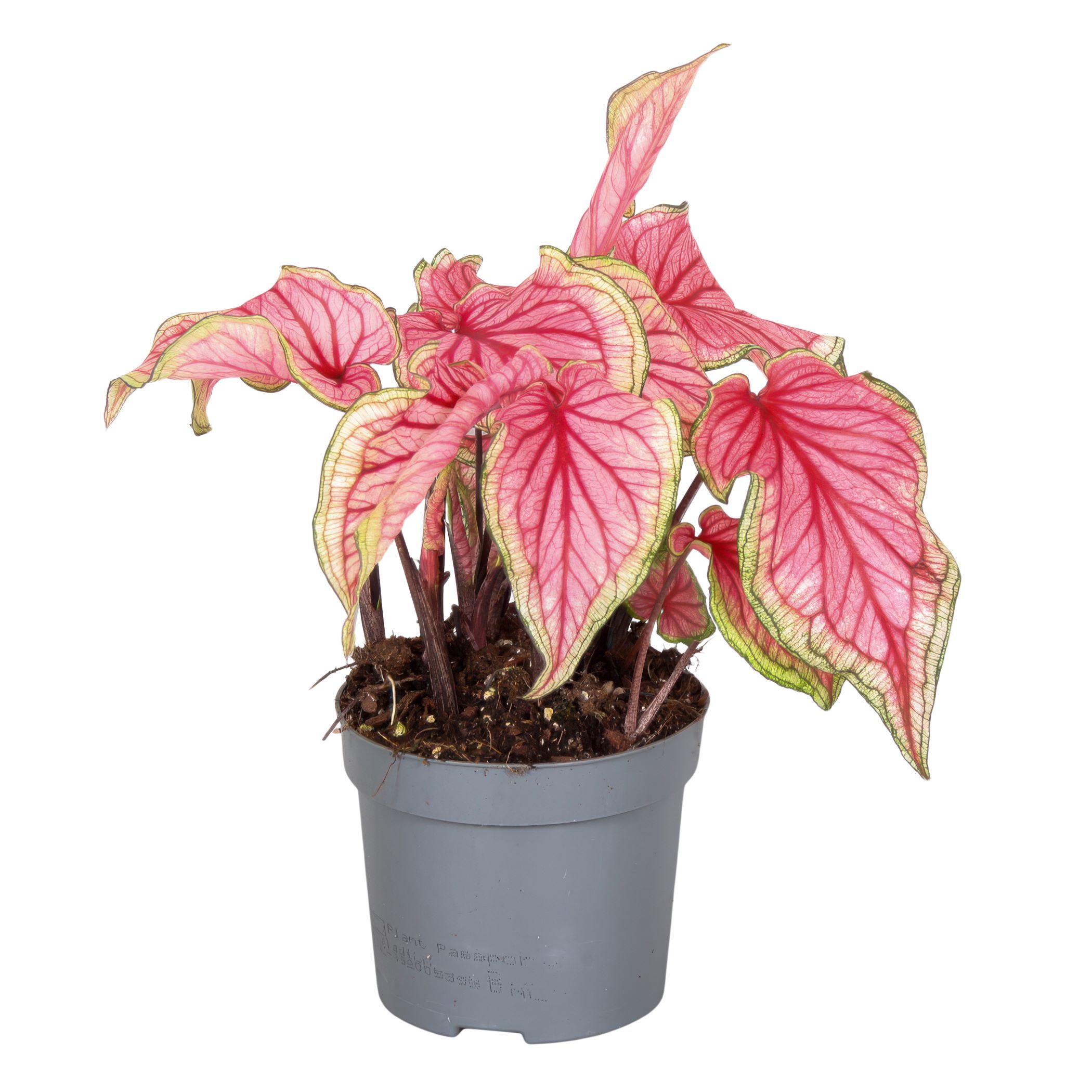 Caladium - Sweetheart