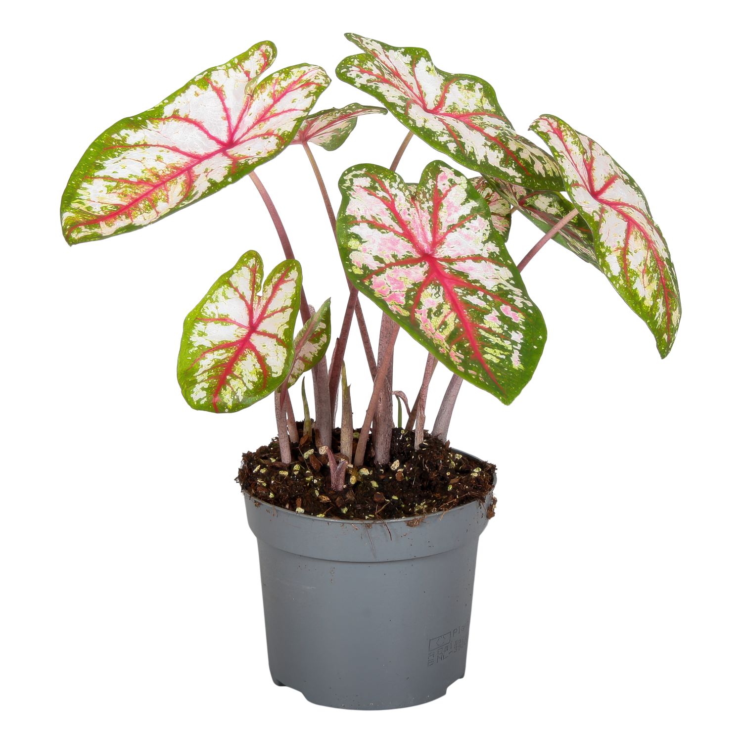 Caladium - Tapestry
