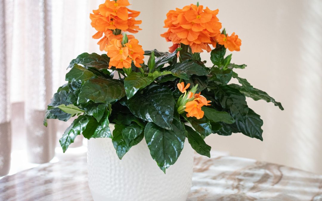 Crossandra Fortuna