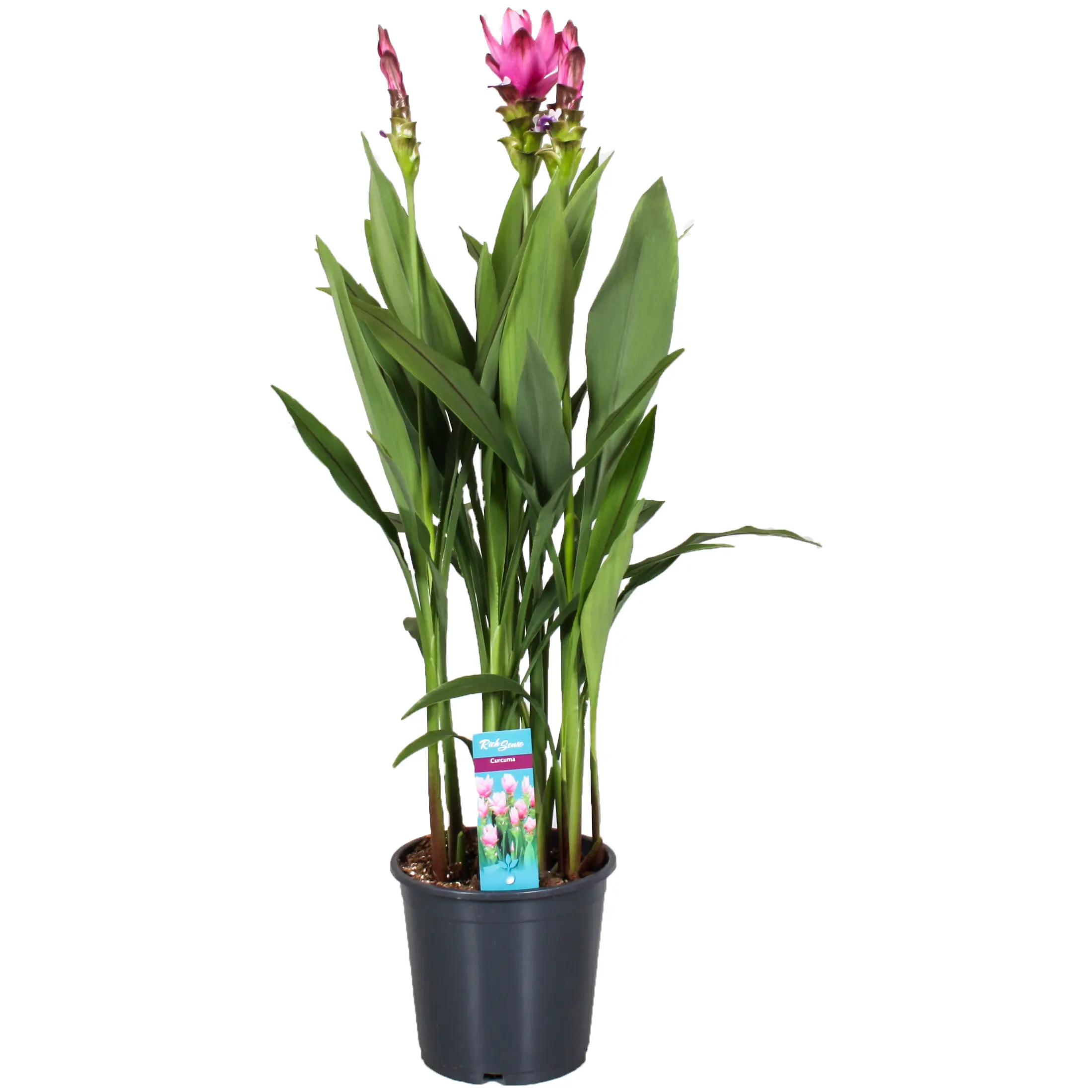 Cur-Supreme-19-cm-fundal-alb