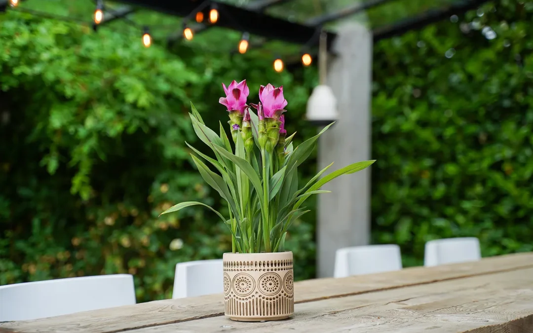 Curcuma