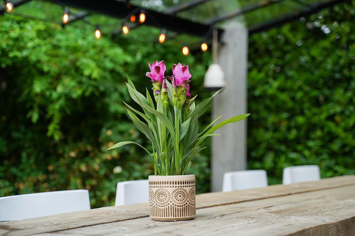 Curcuma
