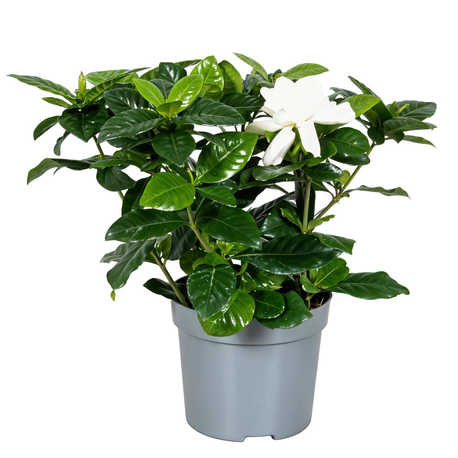 Gardenia – 13 cm – mică