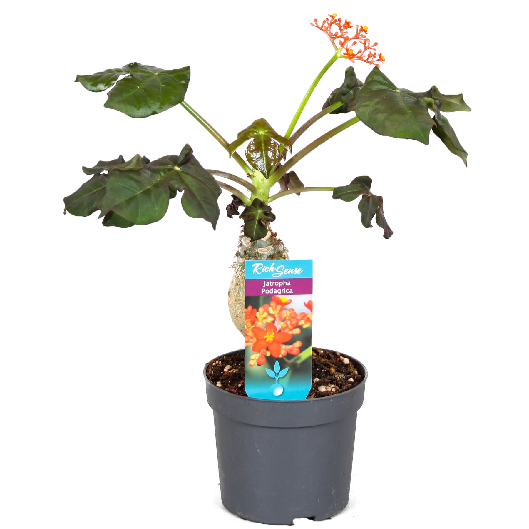 Jatropha-Podagrica