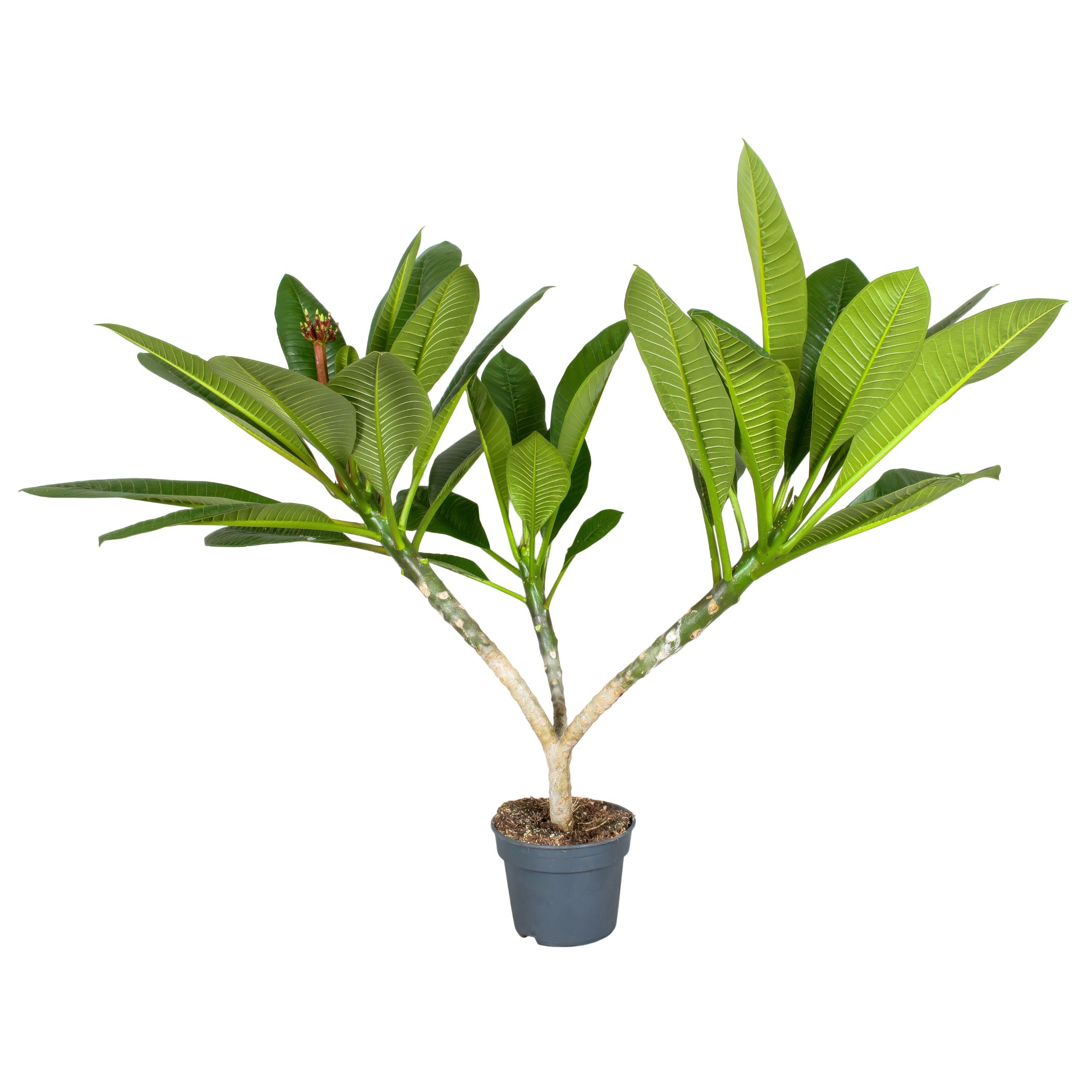 Plumeria con bocciolo, formato piccolo