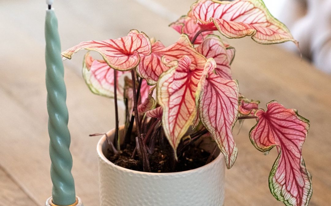 Caladium