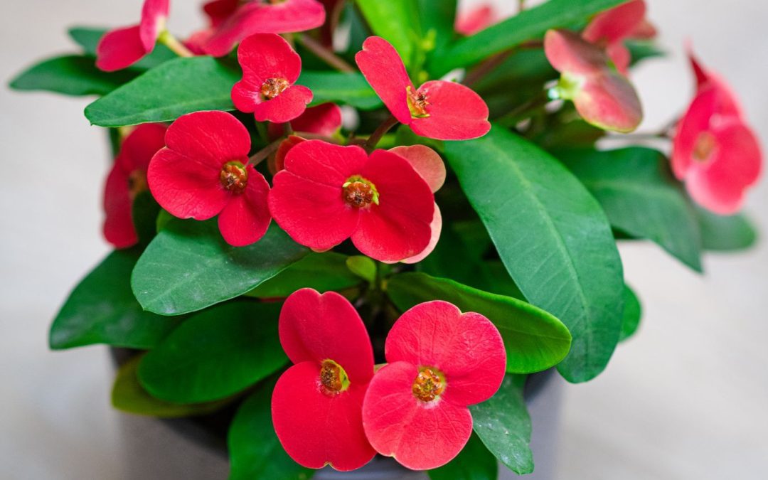 Euphorbia milii