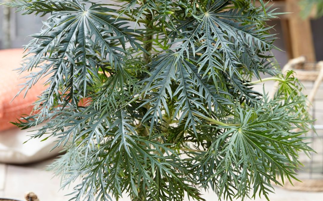 Jatropha Multifida
