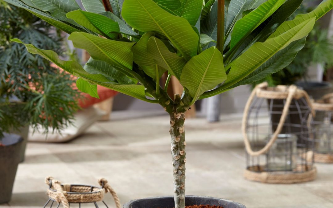 Plumeria hawaiianisch
