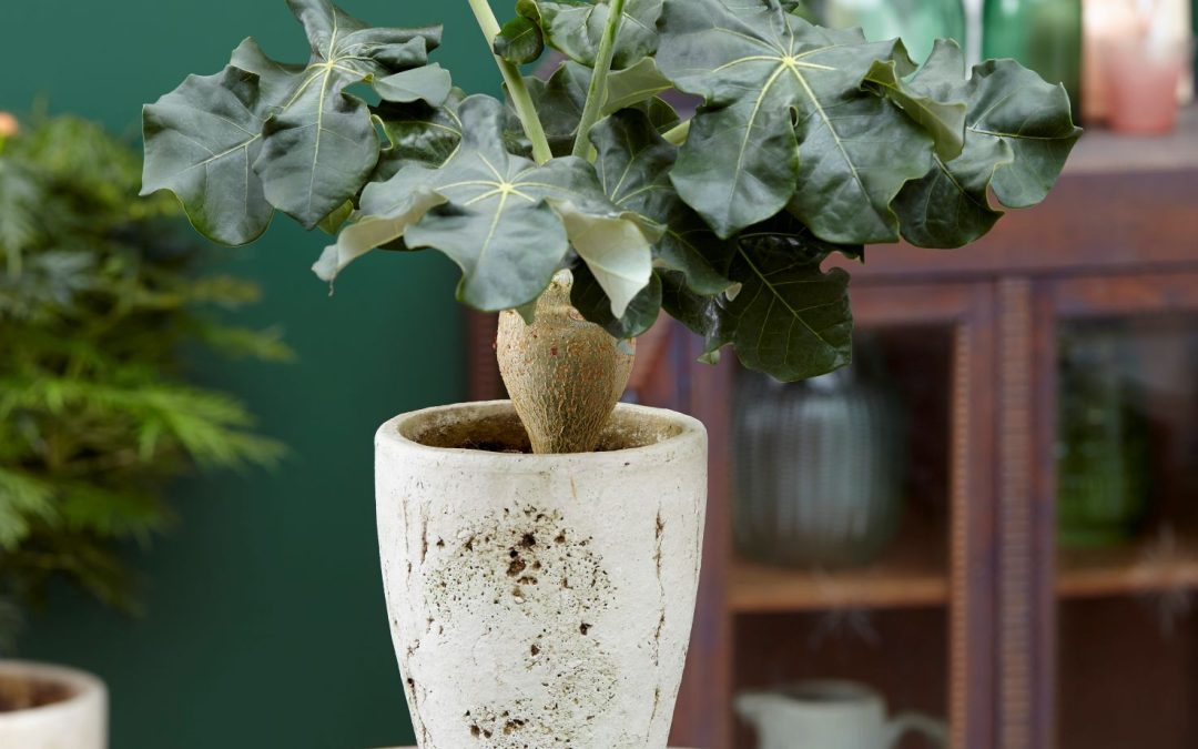 Jatropha Podagrica