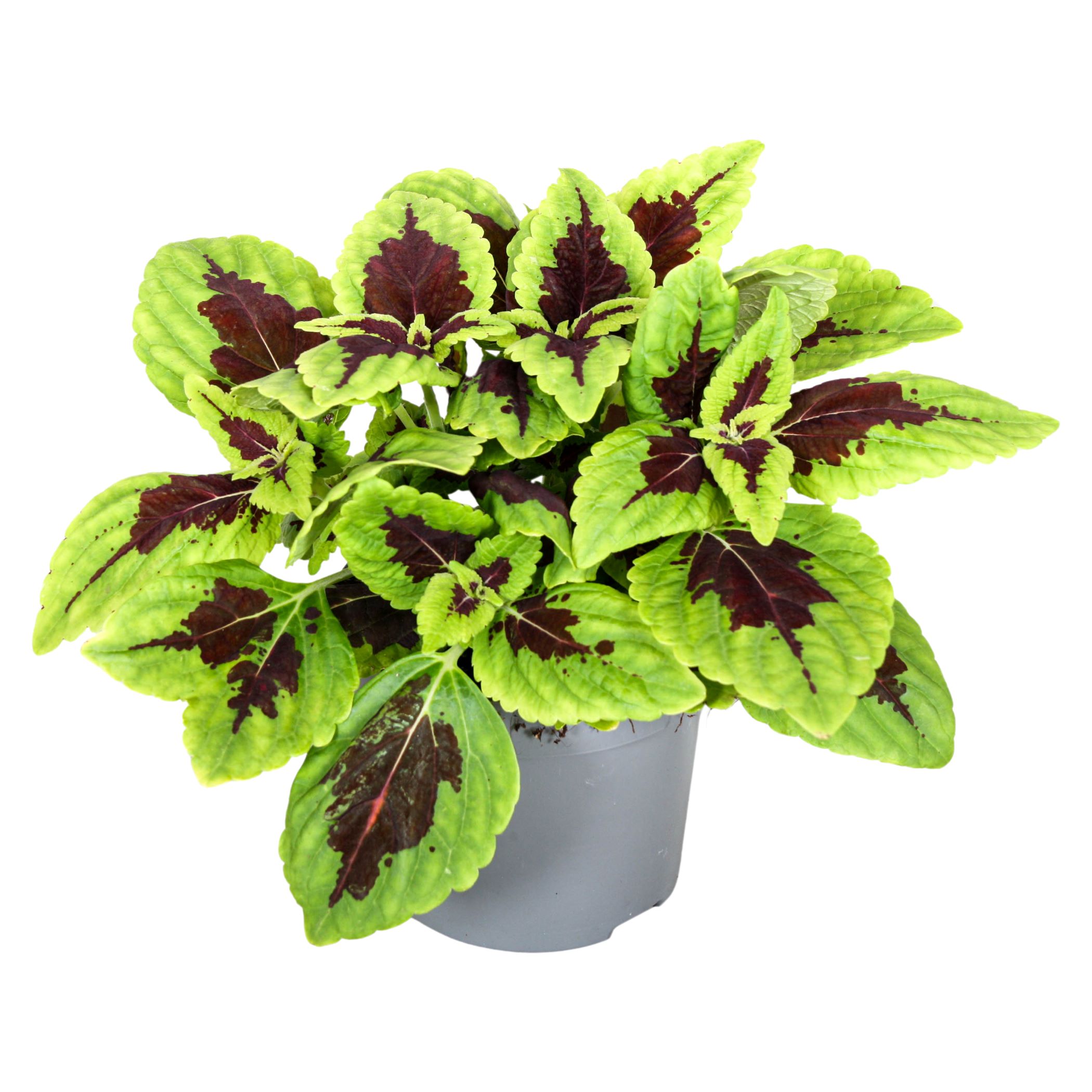Coleus „Aligator Alley” – mic