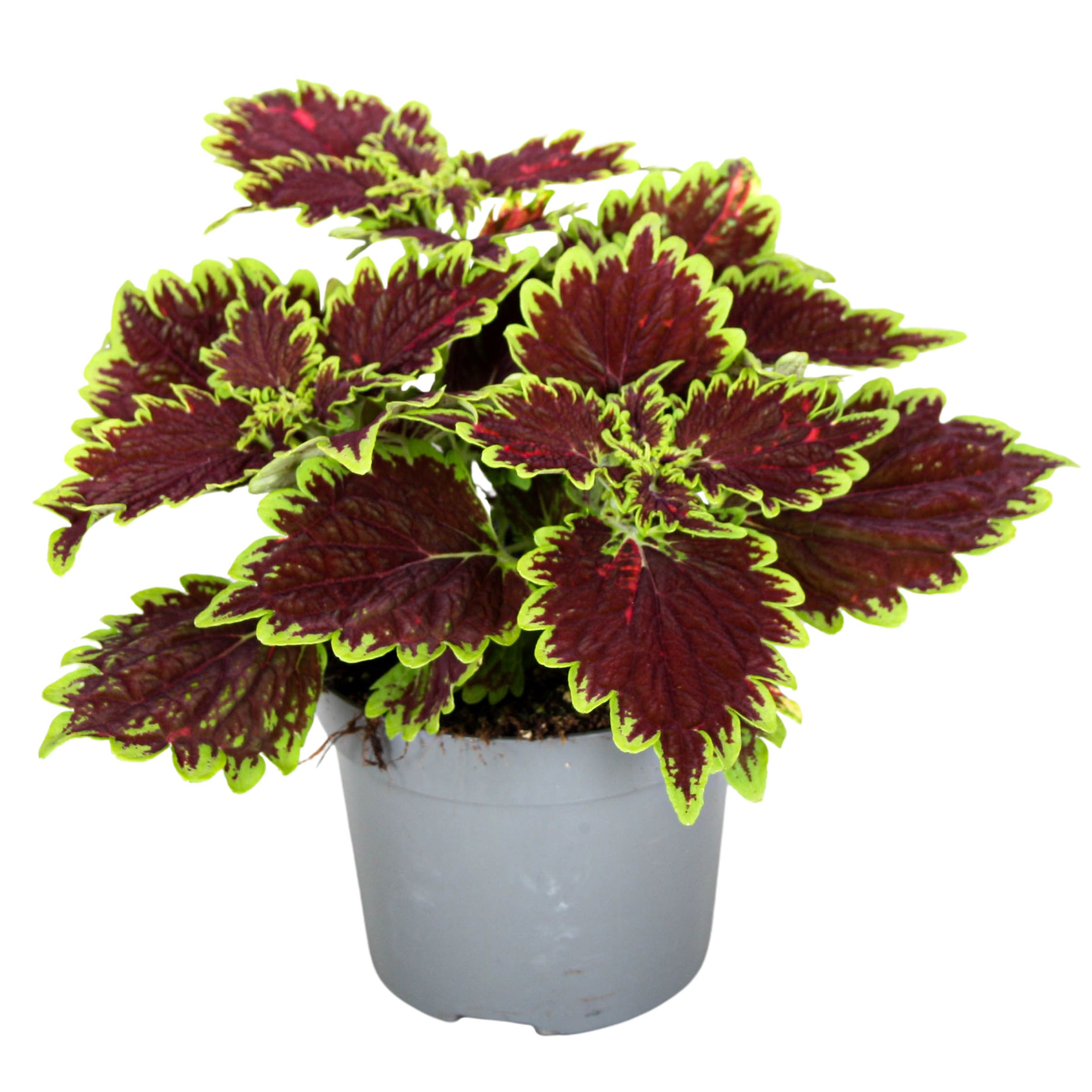 Coleus-Bourbon Street
