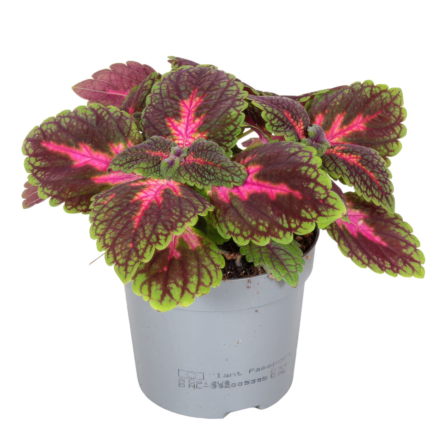 Coleus-Park-Avenue