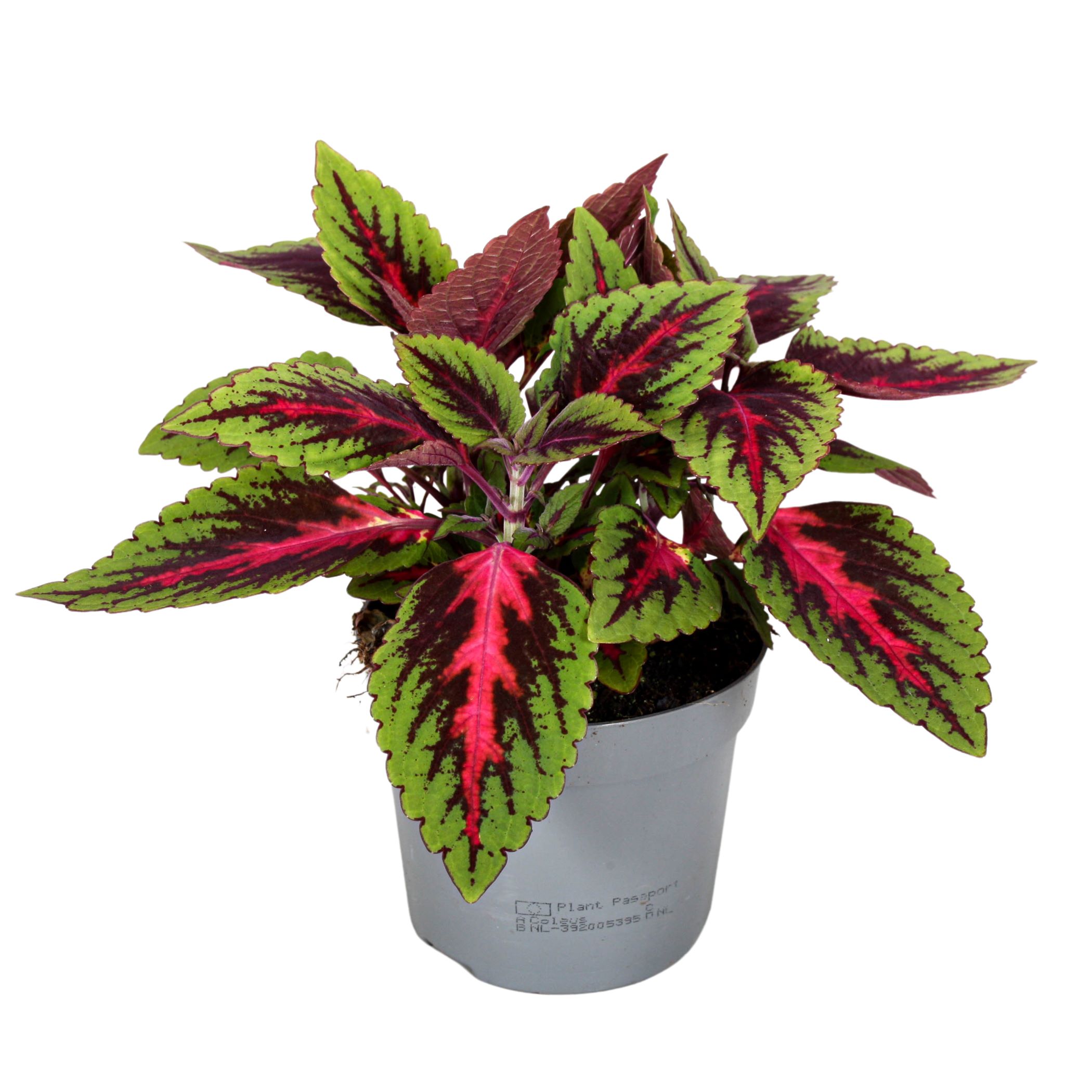 Coleus-Ruby-Road