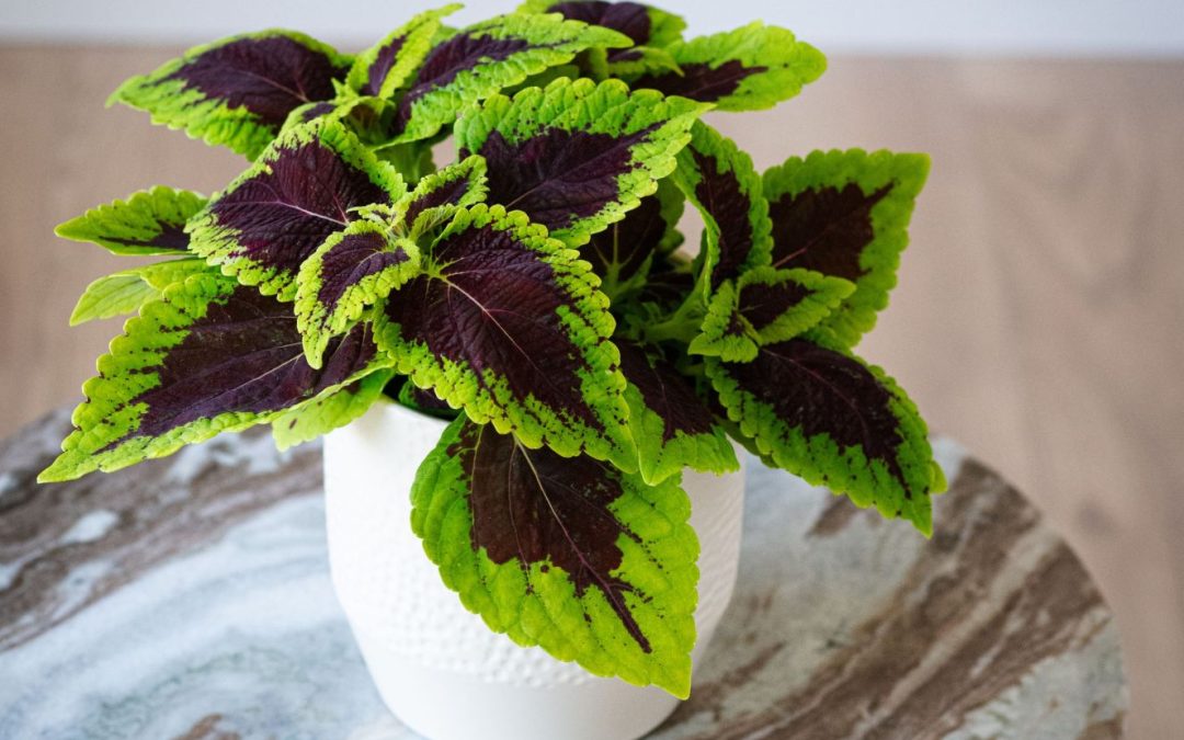 Coleus