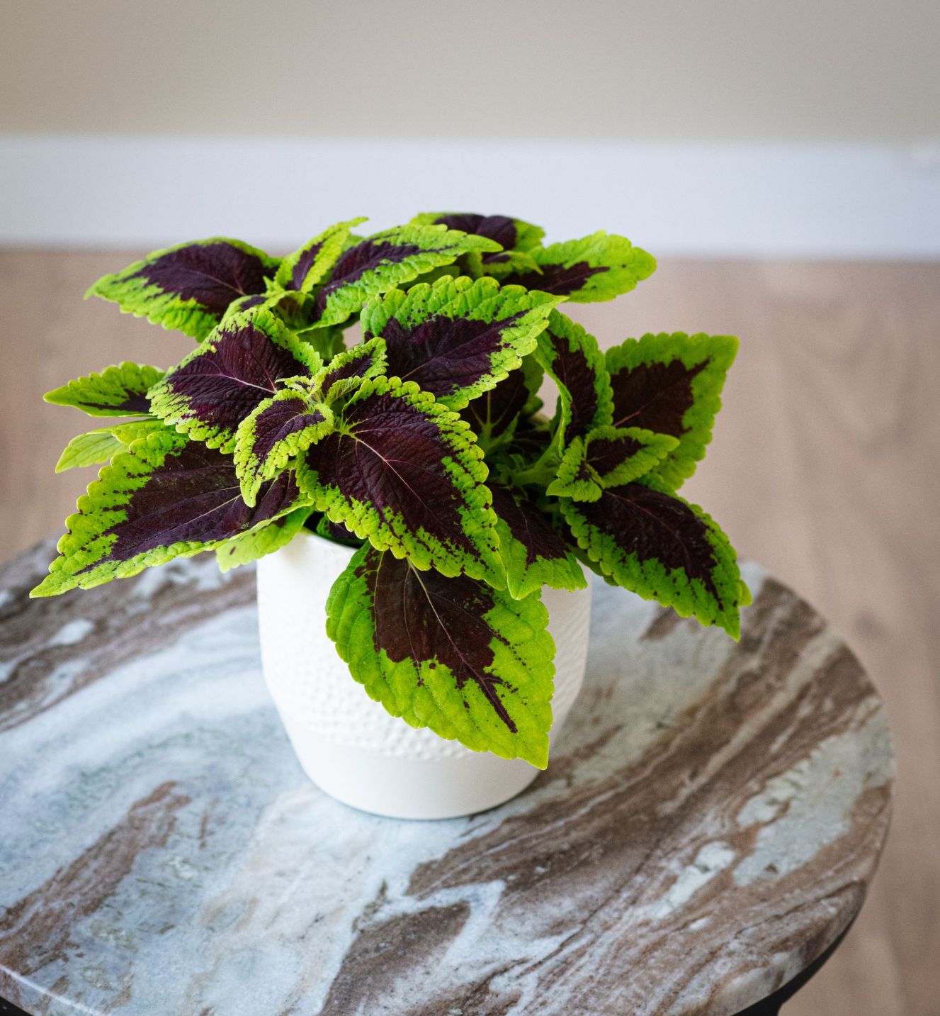 Coleus