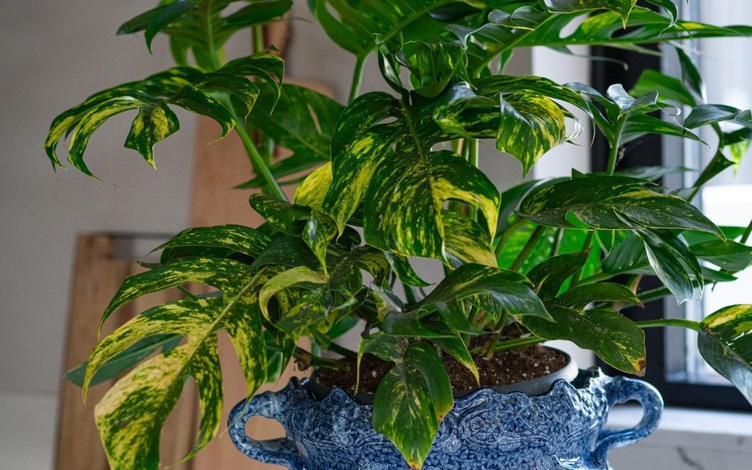 Epipremnum Goldfinger