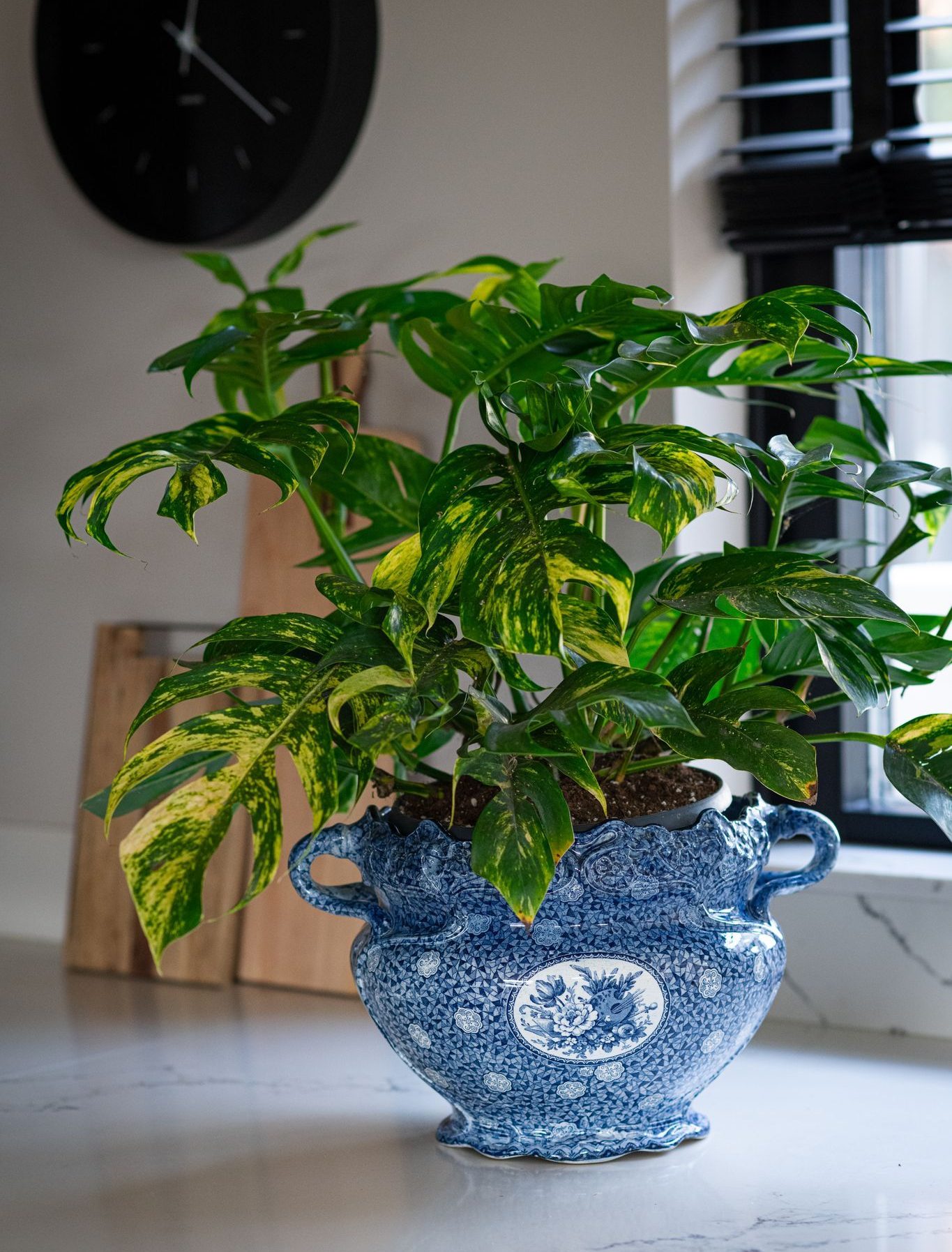 Epipremnum Goldfinger