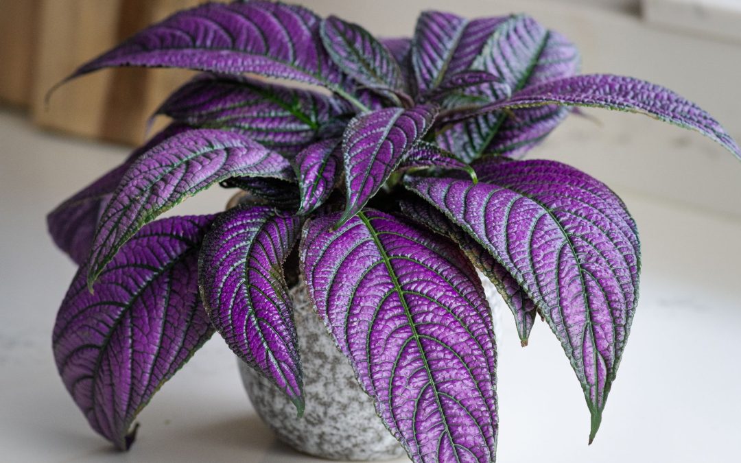 Strobilanthes Metallica