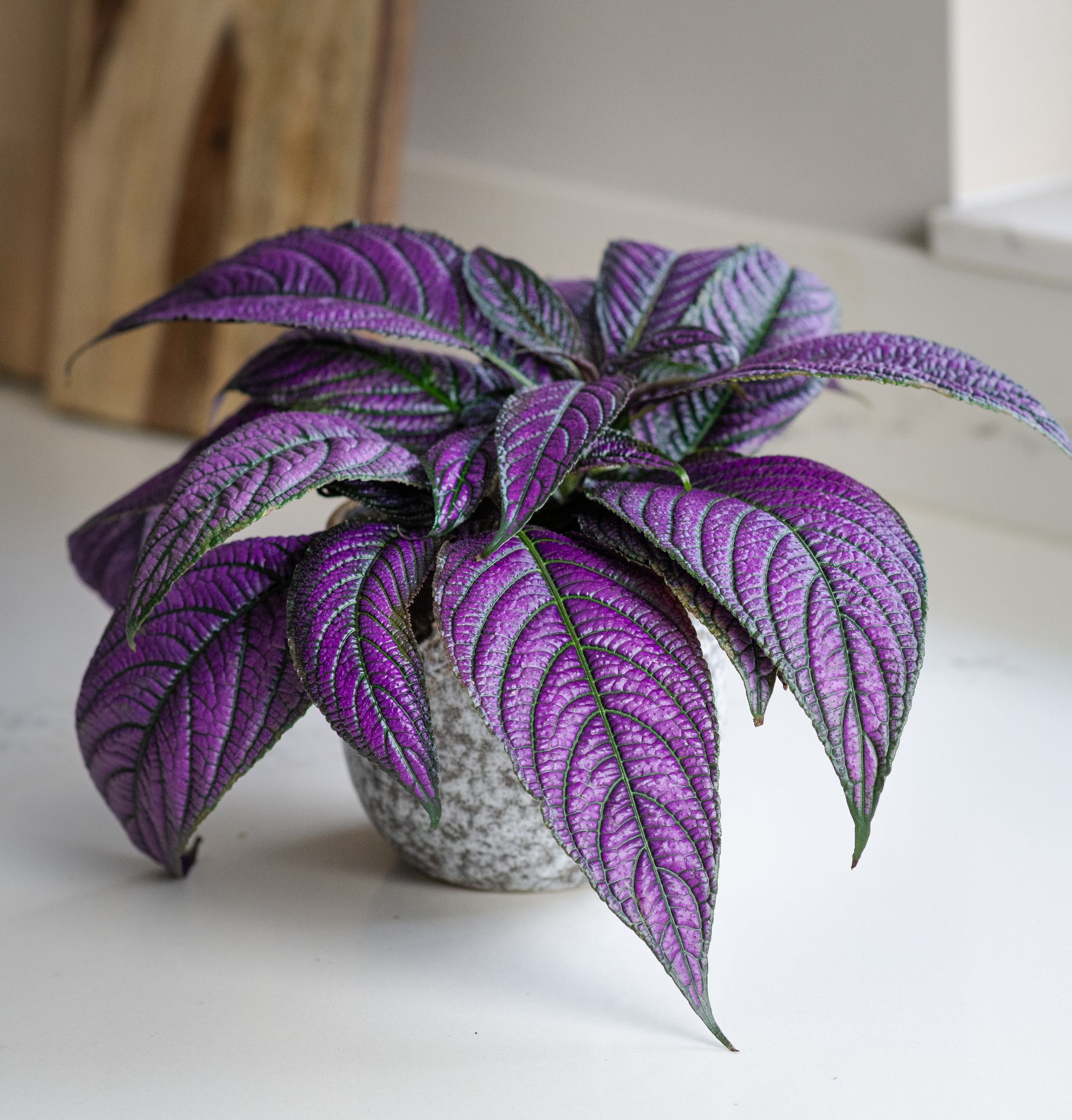 Strobilanthes Metallica