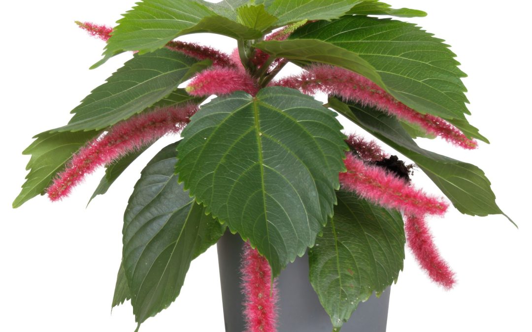 Acalypha Hispida