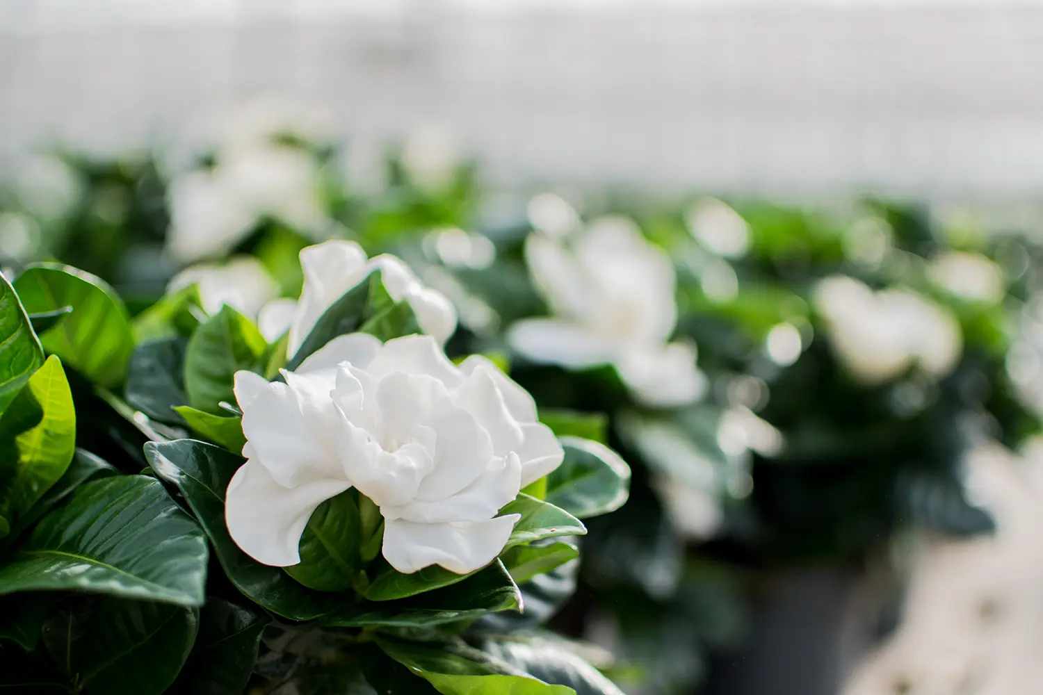 Gardenia-in-kap-4 Gardenia-in-kap-4